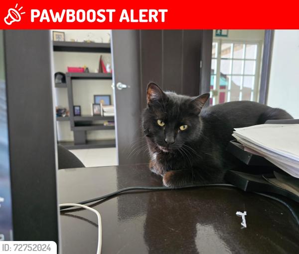 Lost Female Cat last seen Blvd de la juventud cerca de la Sria. De Seguridad Publica, Blvrd de la Juventud, Dgo. 