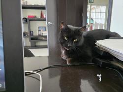 Lost Female Cat last seen Blvd de la juventud cerca de la Sria. De Seguridad Publica, Blvrd de la Juventud, Dgo. 