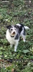 Lost Female Dog last seen On Carson road between route 3 and Barton road, Orient, OH 43146