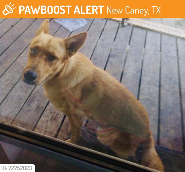 Found/Stray Female Dog last seen Punkin, New Caney, TX 77357