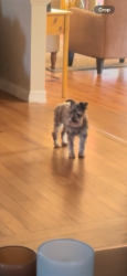 Lost Female Dog last seen Near S. holly Place , West Covina, CA 91790