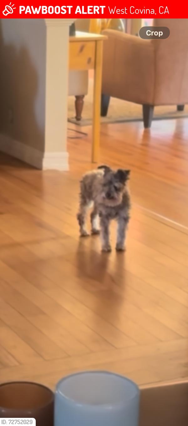 Lost Female Dog last seen Near S. holly Place , West Covina, CA 91790