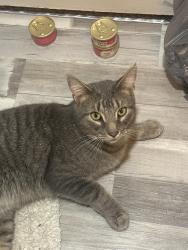 Found/Stray Unknown Cat last seen Clearfield Lane, Dublin, OH 43016