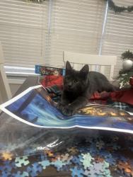 Lost Male Cat last seen Hunt Club dr, Flowery Branch, GA 30542