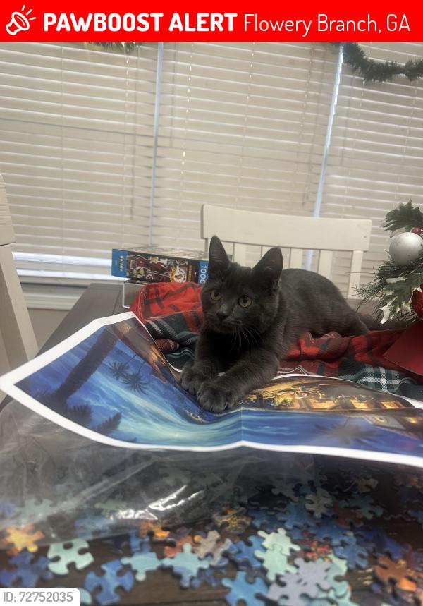 Lost Male Cat last seen Hunt Club dr, Flowery Branch, GA 30542