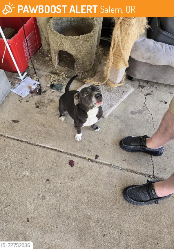 Found/Stray Female Dog last seen Coastal, Salem, OR 97317