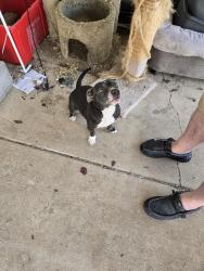 Found/Stray Female Dog last seen Coastal, Salem, OR 97317