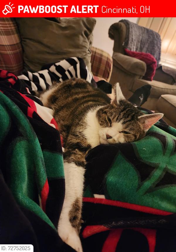 Lost Female Cat last seen Laurel Ridge, Cincinnati, OH 45247