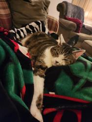 Lost Female Cat last seen Laurel Ridge, Cincinnati, OH 45247