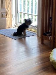 Lost Male Dog last seen Bird Park, Walpole, MA 02032