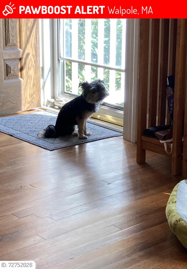 Lost Male Dog last seen Bird Park, Walpole, MA 02032