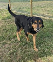 Lost Male Dog last seen Gibbs Rd and Pymatuning Lake Rd, Andover, OH 44003