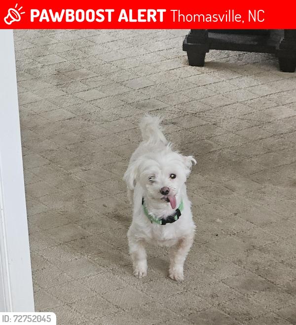 Lost Male Dog last seen Willowbrook and school rd. Near fairgrove church, Thomasville, NC 27360
