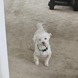 Lost Male Dog last seen Willowbrook and school rd. Near fairgrove church, Thomasville, NC 27360
