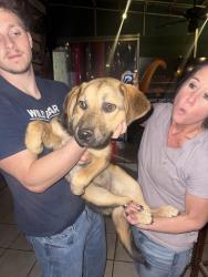 Found/Stray Female Dog last seen Emory, Powell, TN 37849