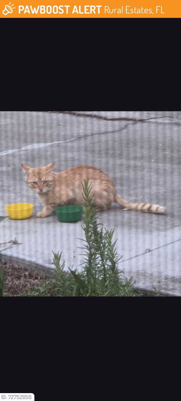 Found/Stray Male Cat last seen Collier county fair, Rural Estates, FL 34120