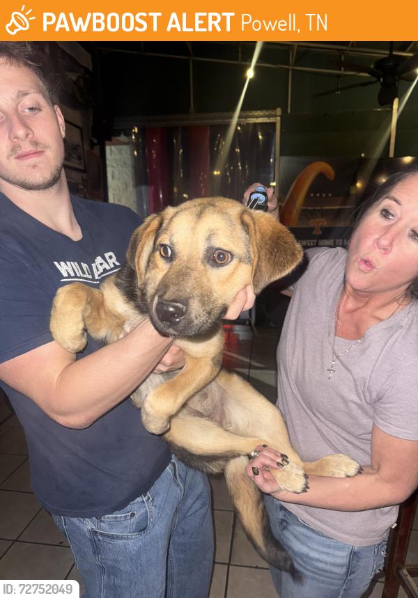 Found/Stray Female Dog last seen Emory, Powell, TN 37849