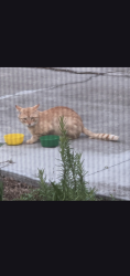 Found/Stray Male Cat last seen Collier county fair, Rural Estates, FL 34120