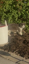 Found/Stray Unknown Cat last seen Cypress and banna , Covina, CA 91724