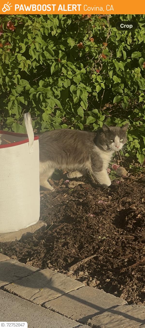Found/Stray Unknown Cat last seen Cypress and banna , Covina, CA 91724