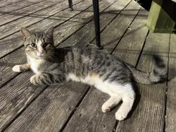 Found/Stray Male Cat last seen near Stony Point Mall/apmts , Richmond, VA 23235