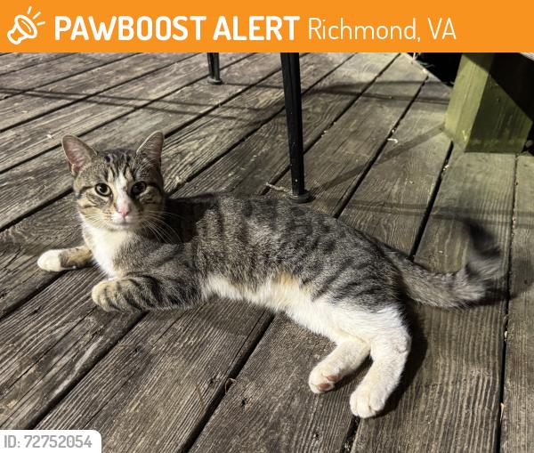 Found/Stray Male Cat last seen near Stony Point Mall/apmts , Richmond, VA 23235