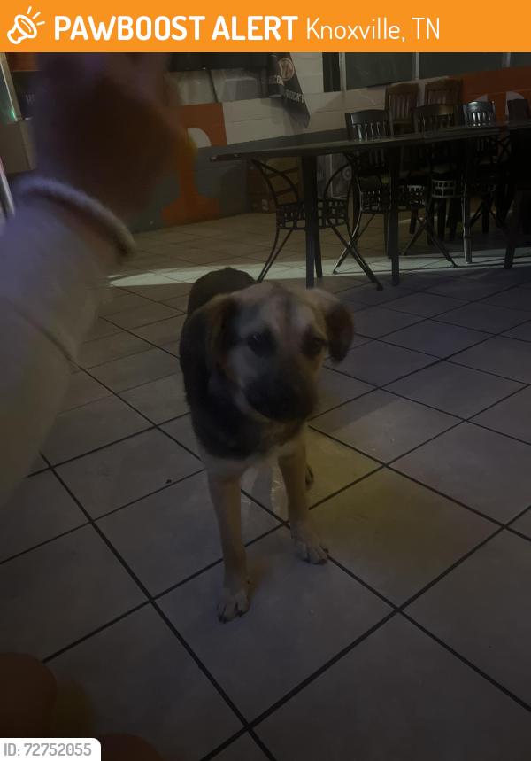 Found/Stray Female Dog last seen Copeland Dr, Knoxville, TN 37917