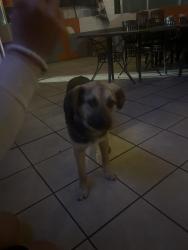 Found/Stray Female Dog last seen Copeland Dr, Knoxville, TN 37917