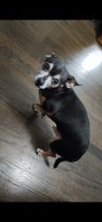 Lost Male Dog last seen Ashland , Chicago, IL 60636