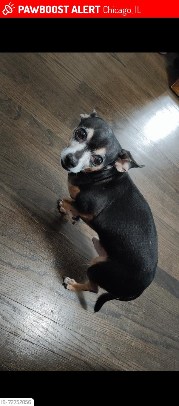 Lost Male Dog last seen Ashland , Chicago, IL 60636