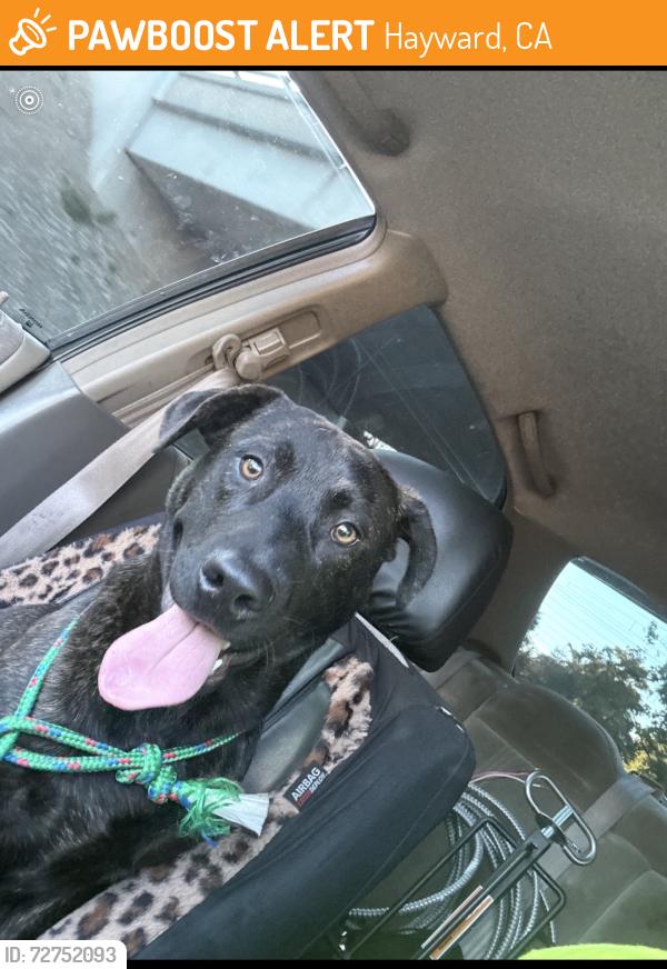 Found/Stray Male Dog last seen Hayward nea, Hayward, CA 94541