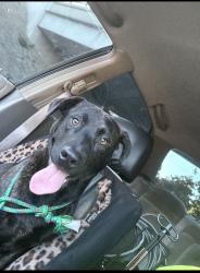 Found/Stray Male Dog last seen Hayward nea, Hayward, CA 94541