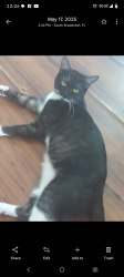 Lost Male Cat last seen Pic Town ests mobile  park , Bradenton, FL 34207