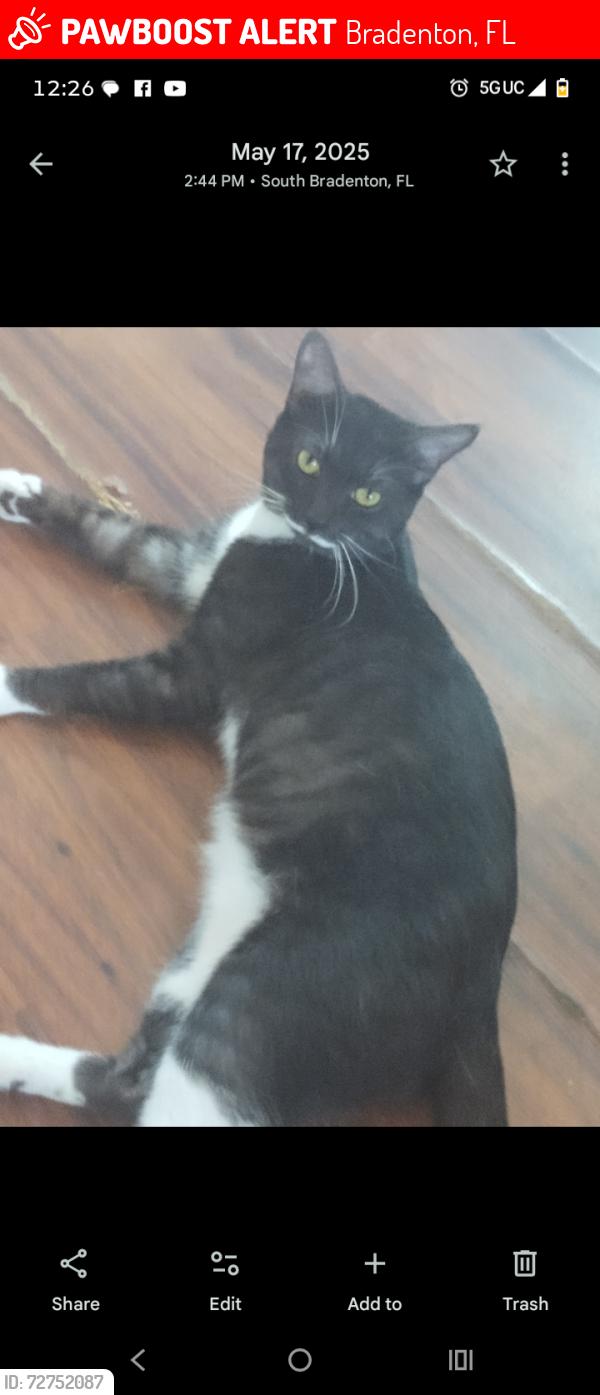 Lost Male Cat last seen Pic Town ests mobile  park , Bradenton, FL 34207