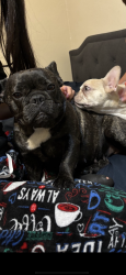 Lost Female Dog last seen Airport/Castaic Ave, Bakersfield, CA 93308