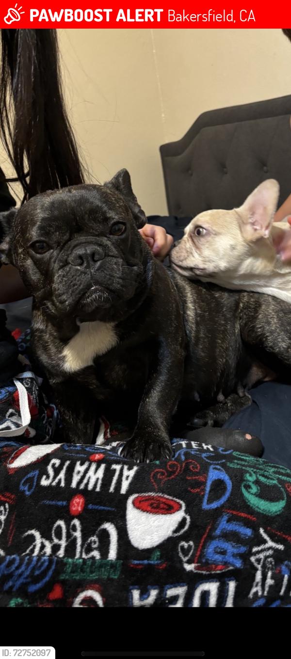 Lost Female Dog last seen Airport/Castaic Ave, Bakersfield, CA 93308
