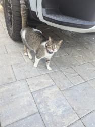 Found/Stray Female Cat last seen Saint John's Forest , Saint Johns, FL 32259