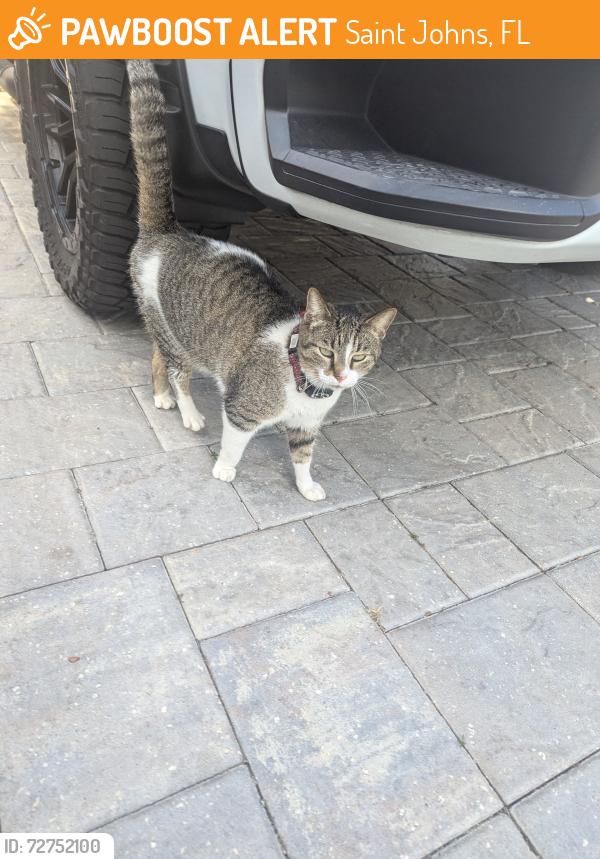 Found/Stray Female Cat last seen Saint John's Forest , Saint Johns, FL 32259