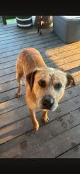 Found/Stray Male Dog last seen Near Cosby HwyCosby, TN  37722United States, Cosby, TN 37722