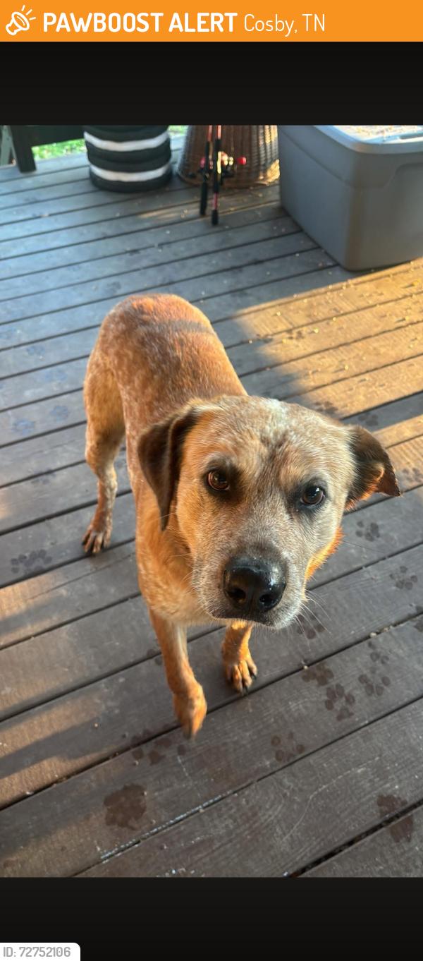 Found/Stray Male Dog last seen Near Cosby HwyCosby, TN  37722United States, Cosby, TN 37722