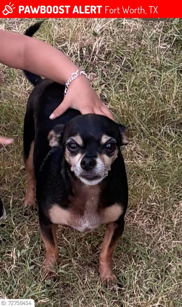 Lost Male Dog last seen Near Putnam St, Fort Worth, TX 76112