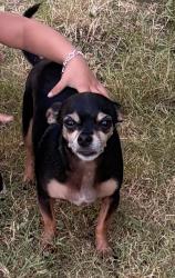 Lost Male Dog last seen Near Putnam St, Fort Worth, TX 76112