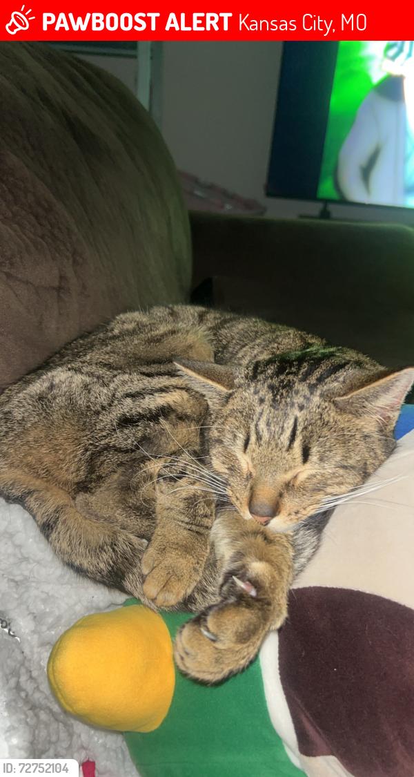 Lost Male Cat last seen Engelwood park, Kansas City, MO 64118
