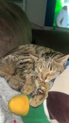 Lost Male Cat last seen Engelwood park, Kansas City, MO 64118