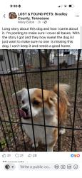 Found/Stray Unknown Dog last seen Im not shre, Bradley County, TN 37312