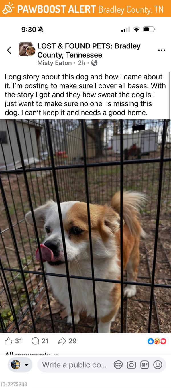 Found/Stray Unknown Dog last seen Im not shre, Bradley County, TN 37312