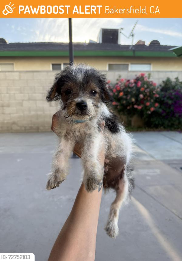 Found/Stray Female Dog last seen McCourry St and Julian Ave, Bakersfield, CA 93304