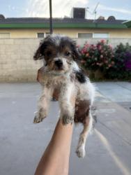 Found/Stray Female Dog last seen McCourry St and Julian Ave, Bakersfield, CA 93304