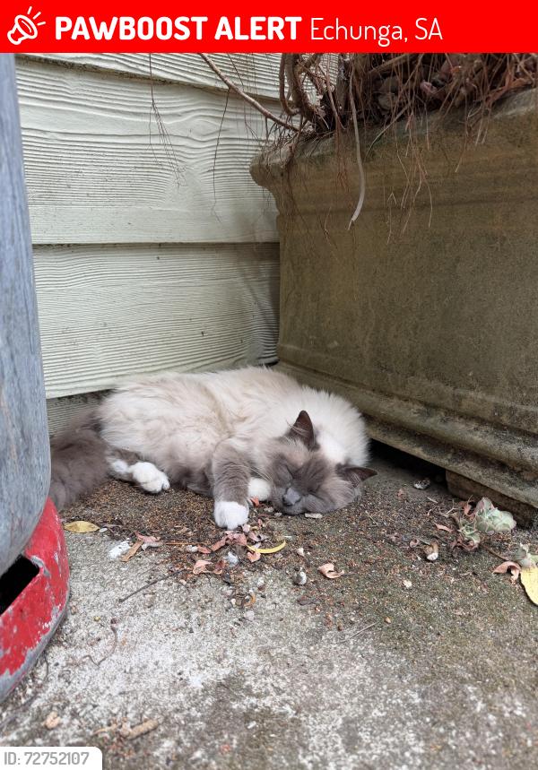 Lost Female Cat last seen Battunga road, Echunga, SA 5153