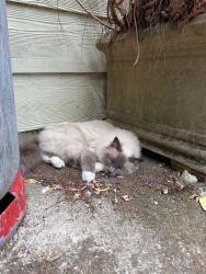 Lost Female Cat last seen Battunga road, Echunga, SA 5153
